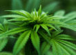 Rules and Regulations of Cannabis in BC