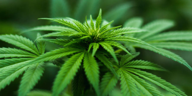 Customer buying new car in auto dealership Rules and Regulations of Cannabis in BC